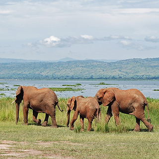 Murchison - Elephant